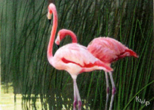 Wading Flamingos