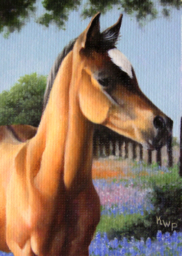 Texas Foal